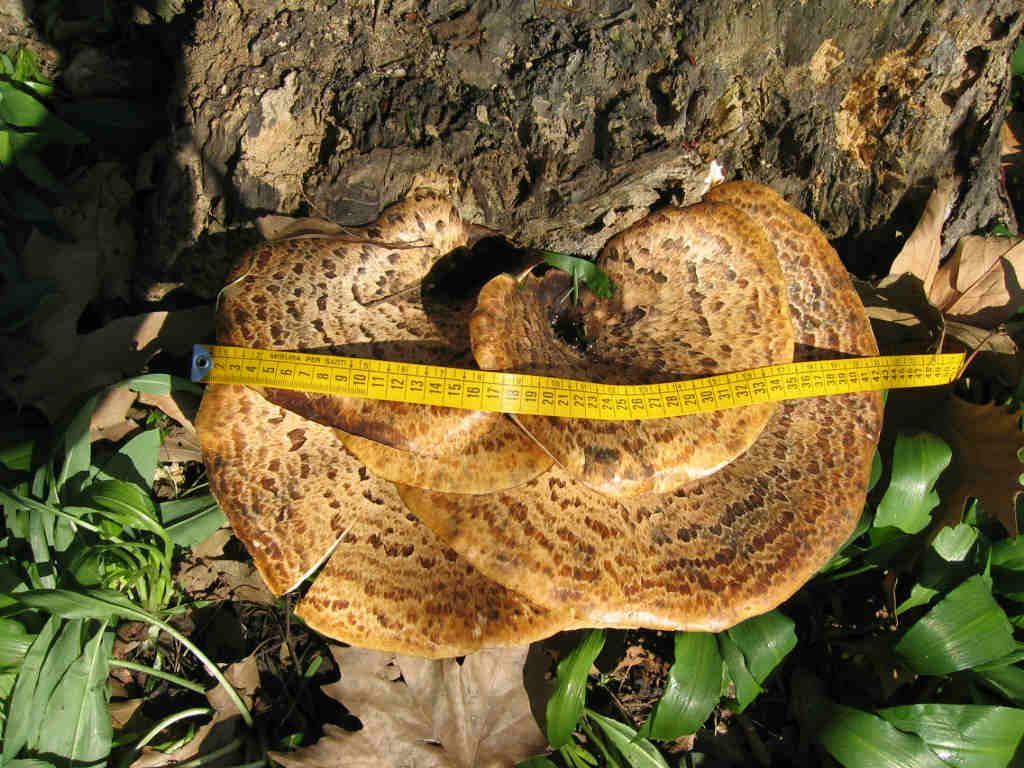 I Funghi primaverili: Polyporus squamosus